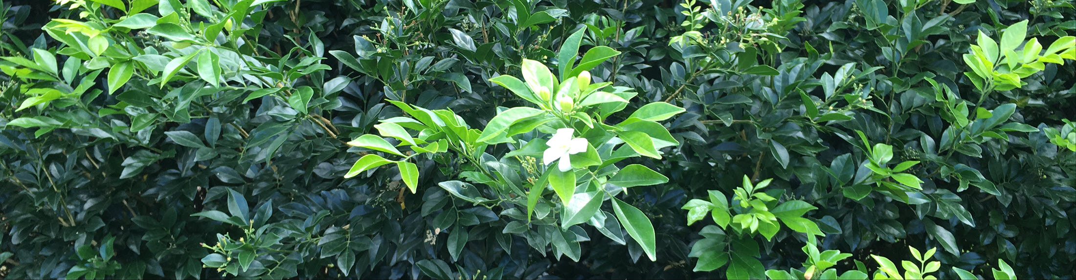 Australian Children's Camp 2025