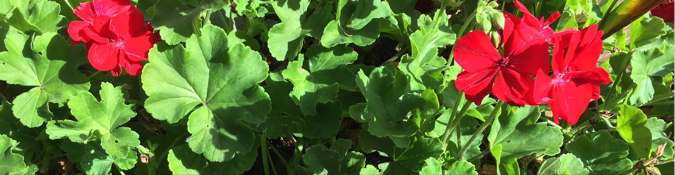 Australian Children's Camp 2025