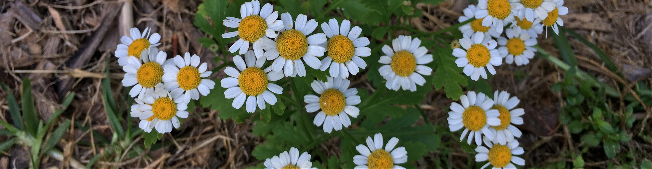 Australian Children's Camp 2025