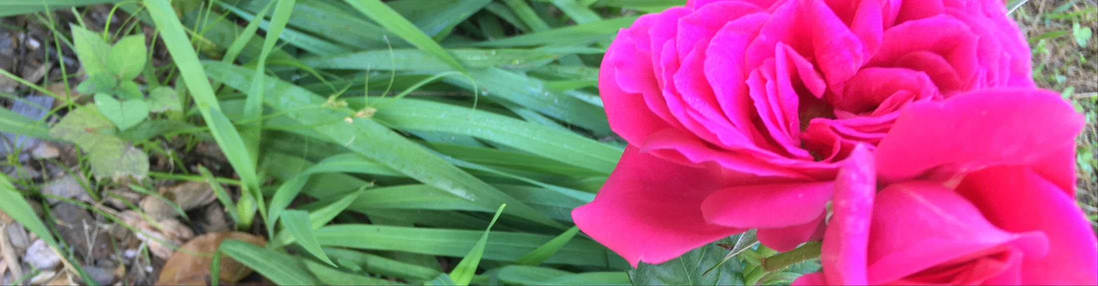 Australian Children's Camp 2025