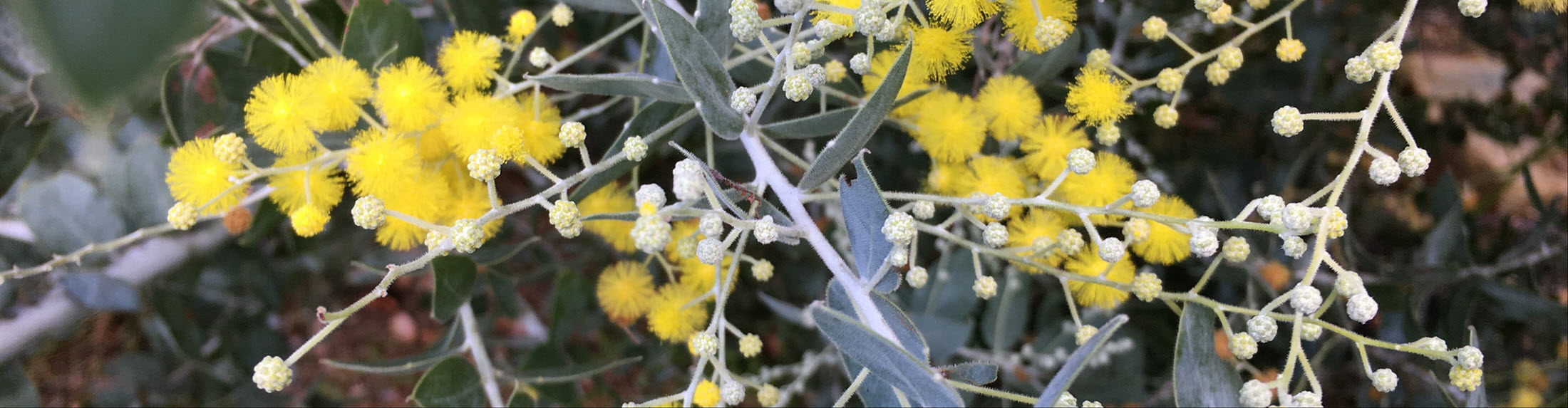 Australian Children's Camp 2025