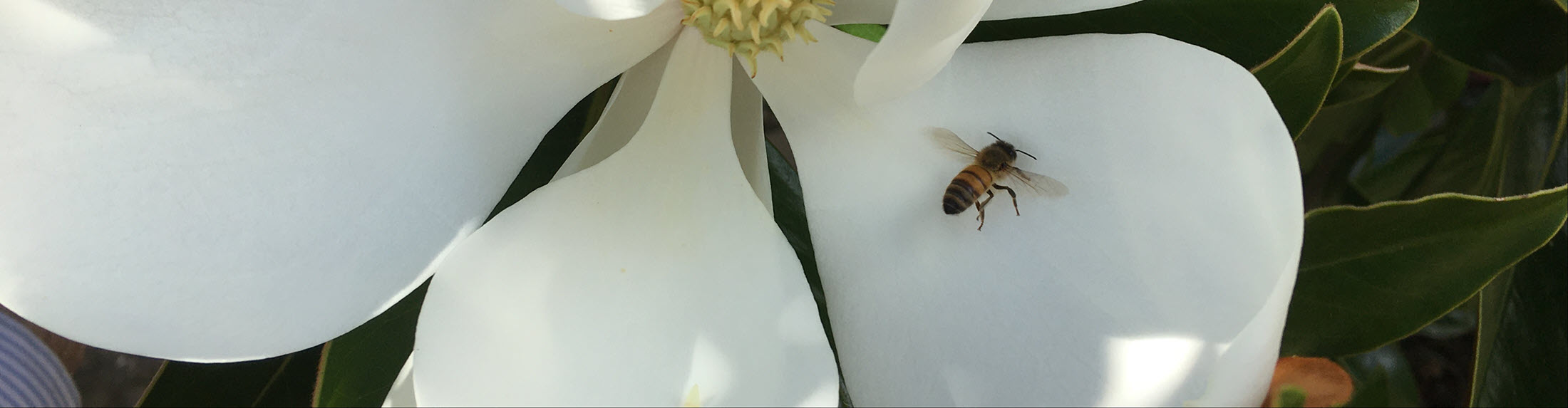 Australian Children's Camp 2025