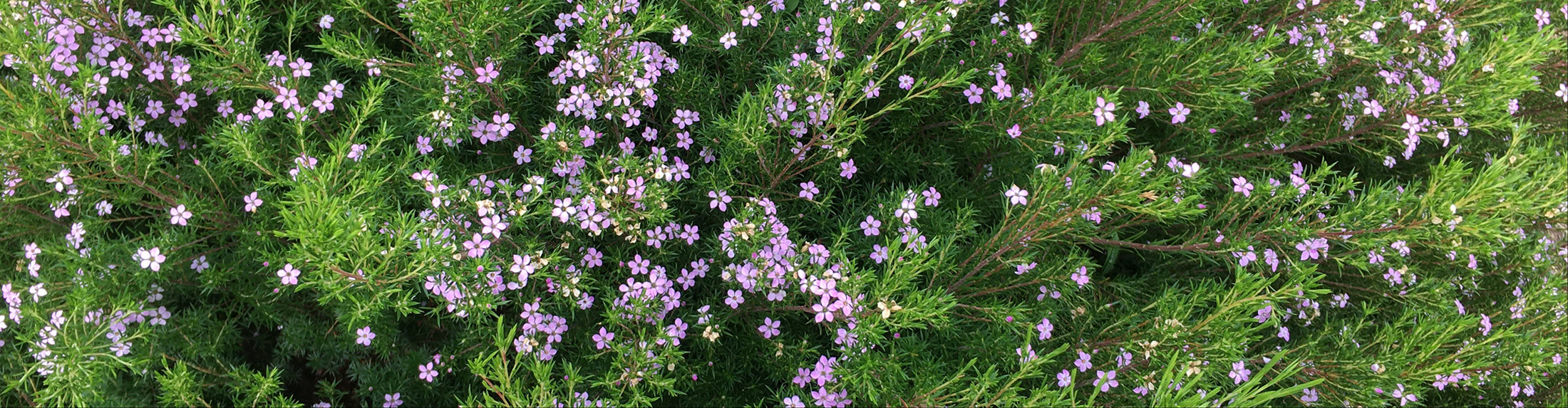 Australian Children's Camp 2025