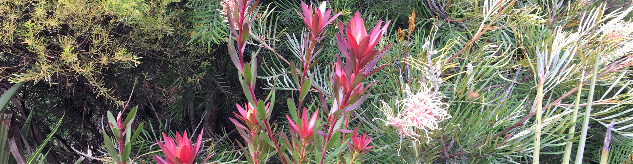 Australian Children's Camp 2025