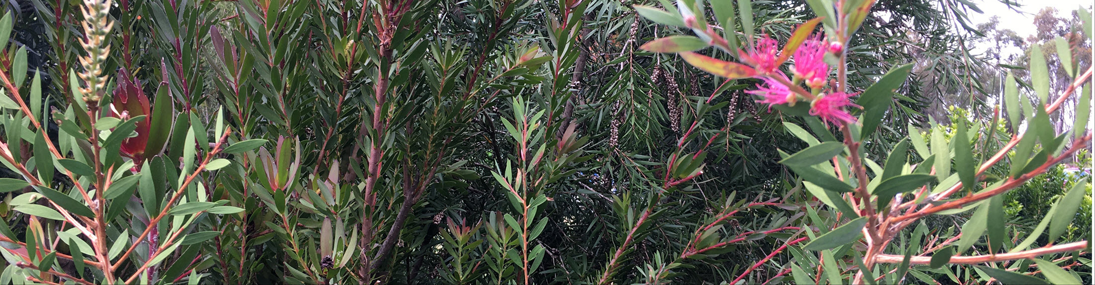 Australian Children's Camp 2025