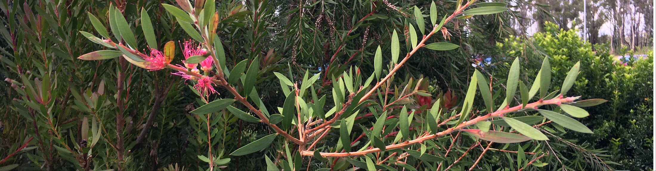 Australian Children's Camp 2025