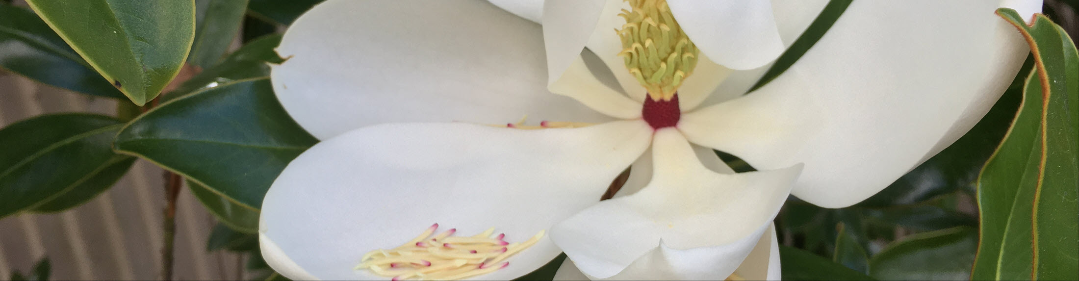 Australian Children's Camp 2025