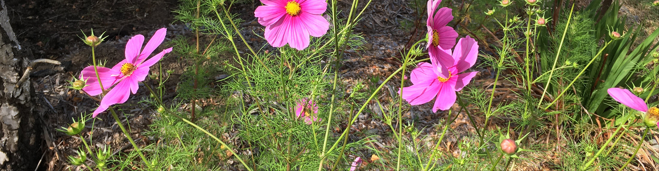 Australian Children's Camp 2025